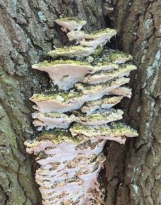Ostropórka topolová - Oxyporus populinus (Schumach.) Donk