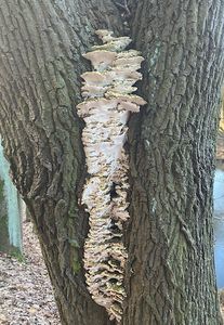 Ostropórka topolová - Oxyporus populinus (Schumach.) Donk