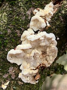 Outkovka listnáčová - Antrodia rene-hentic (Rivoire, Trichi?s & Vlasák) Melo & Ryvarden 2017