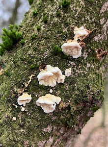 Outkovka listnáčová - Antrodia rene-hentic (Rivoire, Trichi?s & Vlasák) Melo & Ryvarden 2017