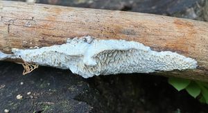 Outkovka bělavá - Antrodia serpens (Fr.) P. Karst.