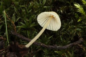 Helmovka žlutobřitá - Mycena citrinomarginata Gillet 1876