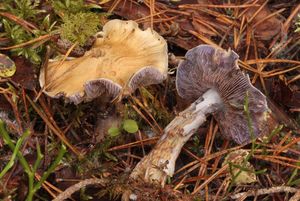 Pavučinec skvrnatý - Cortinarius riederi (Weinm.) Fr. 1838