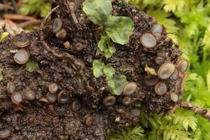 Bělokosmatka pospolitá - Trichophaea gregaria (Rehm.) Boud.