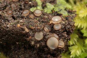 Bělokosmatka pospolitá - Trichophaea gregaria (Rehm.) Boud.