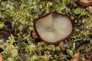 Bělokosmatka pospolitá - Trichophaea gregaria (Rehm.) Boud.