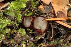 Bělokosmatka pospolitá - Trichophaea gregaria (Rehm.) Boud.
