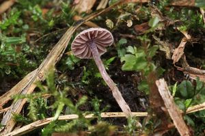 Pavučinec hezoučký - Cortinarius bibulus Quél. 1881