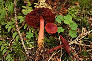 Pavučinec krvavý - Cortinarius sanguineus (Wulfen) Fr. 1838