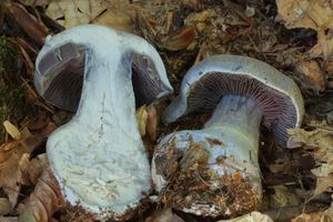 Pavučinec modrý - Cortinarius caerulescens