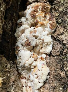 Šindelovník severský - Climacodon septentrionalis (Fr.) P. Karst.