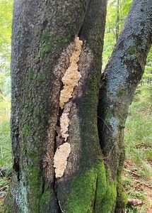 Šindelovník severský - Climacodon septentrionalis (Fr.) P. Karst.