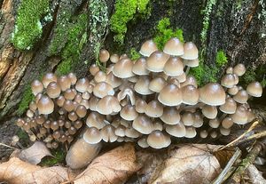 Helmovka leponohá - Mycena inclinata (Fr.) Quél. 1872