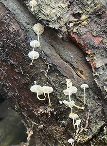 Helmovka bílá -  Phloeomana alba (Bres.) Kühner