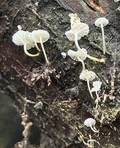 Helmovka bílá -  Phloeomana alba (Bres.) Kühner