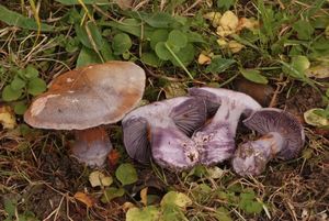 Pavučinec nevroubený - Cortinarius collocandoides