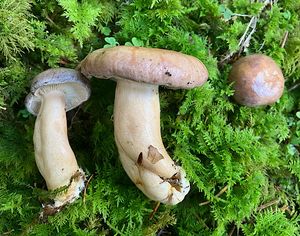 Ryzec severský - Lactarius trivialis (Fr.) Fr. 1838