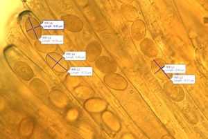 Řasnatka písečná - Peziza ammophila Durieu & Lév. 1848