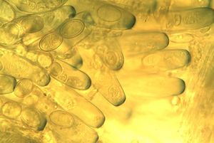 Řasnatka písečná - Peziza ammophila Durieu & Lév. 1848