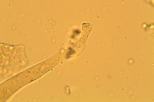 Řasnatka písečná - Peziza ammophila Durieu & Lév. 1848