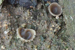 Řasnatka písečná - Peziza ammophila Durieu & Lév. 1848