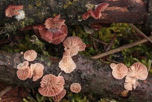 Pařezník fialovoplavý - Scytinotus violaceofulvus (Batsch) Courtec.