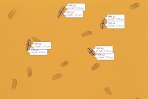 Pařezník fialovoplavý - Scytinotus violaceofulvus (Batsch) Courtec.