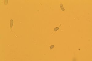 Pařezník fialovoplavý - Scytinotus violaceofulvus (Batsch) Courtec.