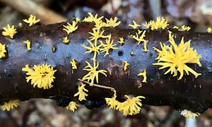 Krásnorůžek vidlený - Calocera furcata (Fr.) Fr. 1827