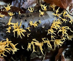 Krásnorůžek vidlený - Calocera furcata (Fr.) Fr. 1827
