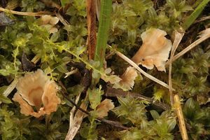 Lupénka mechová - Cotylidia muscigena L. Rémy 1965