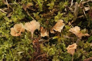 Lupénka mechová - Cotylidia muscigena L. Rémy 1965