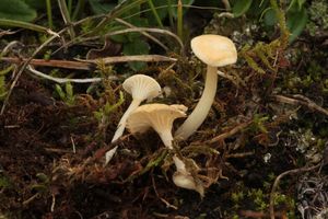 Kalichovka bělavá - Cantharellopsis prescotii (Weinm.) Kuyper