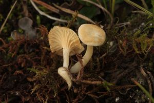 Kalichovka bělavá - Cantharellopsis prescotii (Weinm.) Kuyper