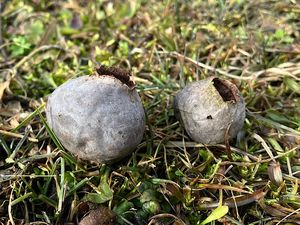 Prášivka šedivá - Bovista plumbea  Pers. 1795