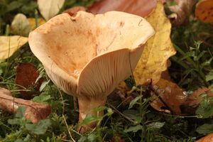 Ryzec bledý - Lactarius pallidus Pers.