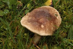 Ryzec světlý - Lactarius azonites (Bull.) Fr. 1838