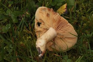 Ryzec světlý - Lactarius azonites (Bull.) Fr. 1838