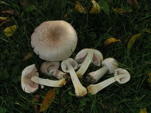 Pečárka zápašná - Agaricus xanthodermus Genev. 1876