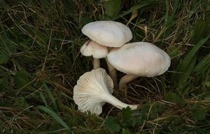 Voskovka luční Berkeleyova - Cupophyllus pratensis var. pallidus (Cooke) J. E. Lange