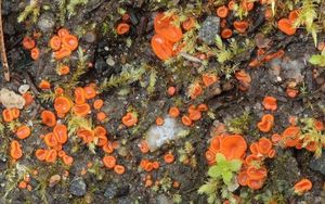 Poduškovka vyklenutá - Pulvinula convexella (P. Karst.) Pfister 1976