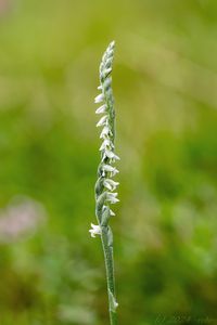 švihlík krutiklas (Spiranthes spiralis)