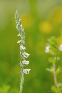 švihlík krutiklas (Spiranthes spiralis)