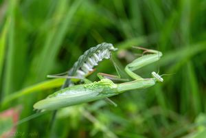 švihlík krutiklas (Spiranthes spiralis)
