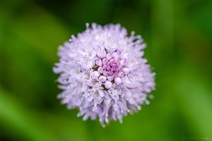 Hlavinka horská (Traunsteinera globosa)