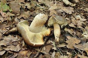 Čirůvka mýdlová šupinatá - Tricholoma saponaceum var. sguamosum (Fr.) P. Kumm.