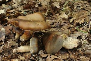 Čirůvka mýdlová šupinatá - Tricholoma saponaceum var. sguamosum (Fr.) P. Kumm.