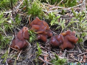 Klikni pro velký obrázek