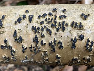 Polštářnatka bradavičnatá - Diatrypella favacea (Fr.) Ces. & De Not. 1863