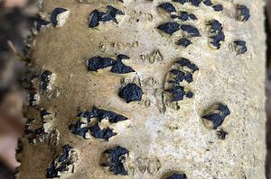 Polštářnatka bradavičnatá - Diatrypella favacea (Fr.) Ces. & De Not. 1863